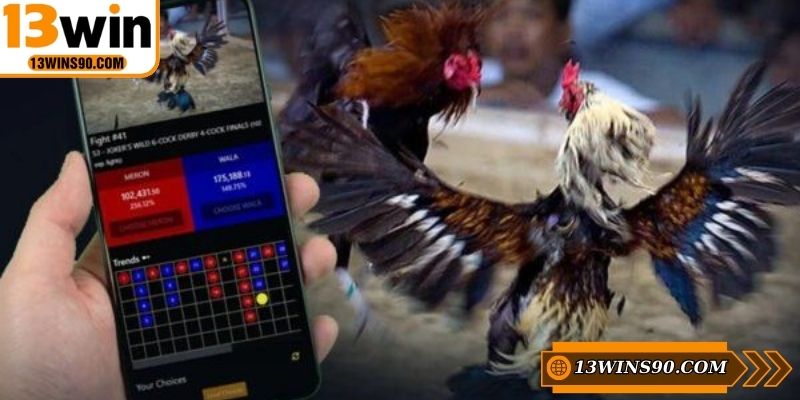 Top 5 loại đá gà 13WIN với mức thưởng hấp dẫn