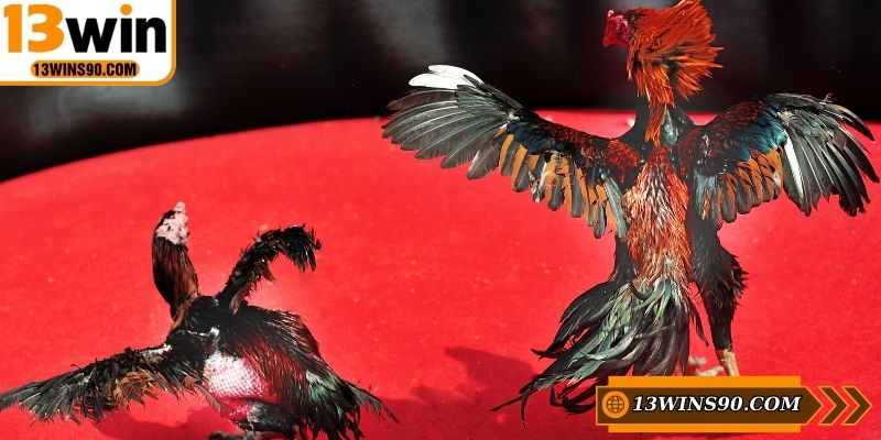 Hình thức đá gà ăn tiền thật với hàng loạt ưu điểm