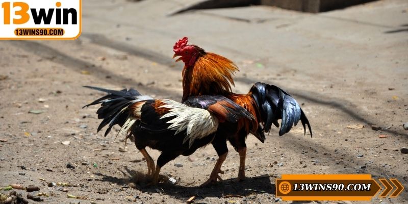 Nên quản lý nguồn vốn tốt khi tham gia