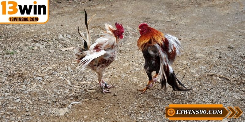 Nắm được cách lắp cựa cho chiến kê